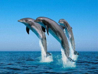 Dolphins Jumping Out of the Water.jpg